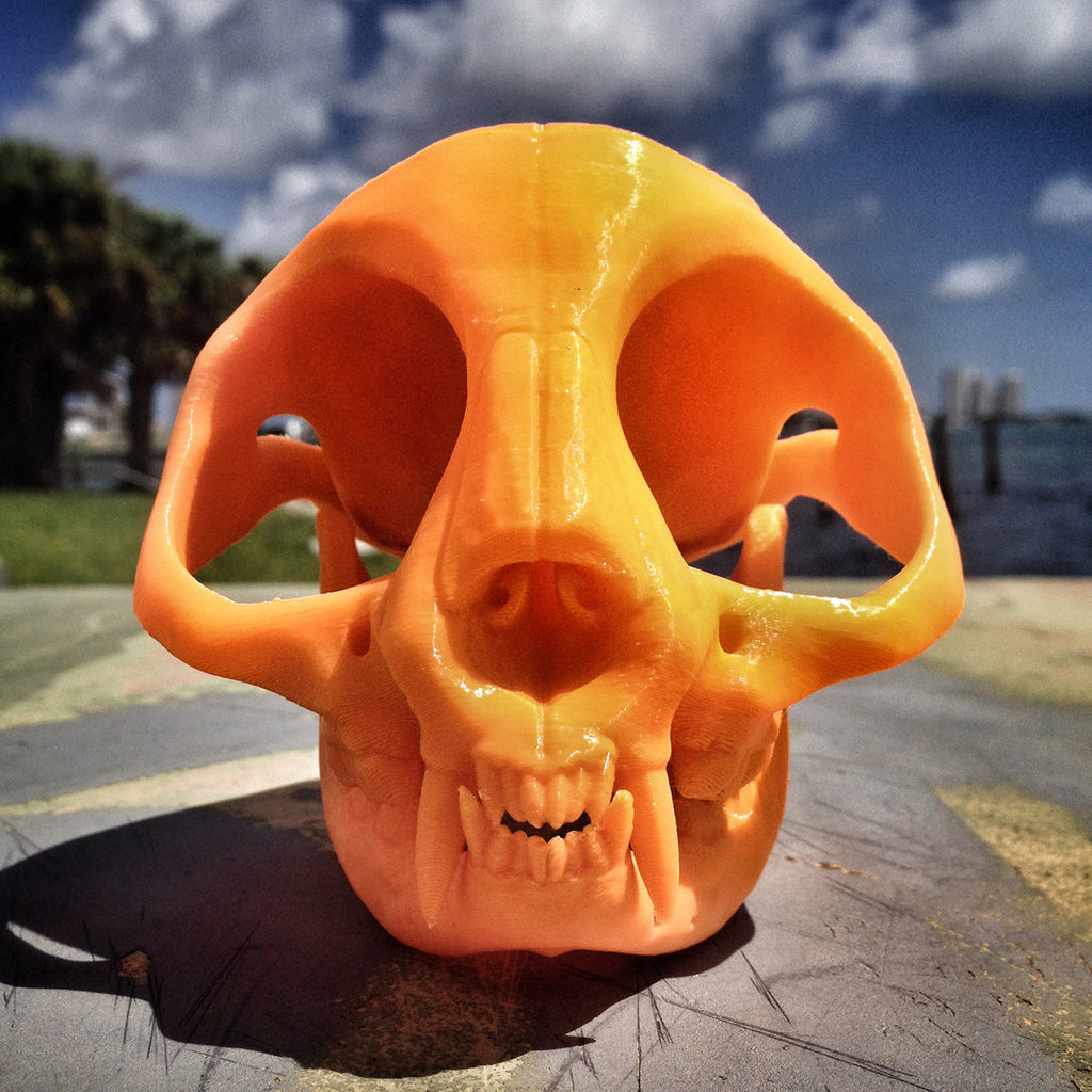 Cat Skull For 3D Printing – 3DKitbash